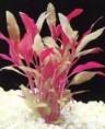 /album/plantas-aquaticas/alternenthera-reineckii-jpg/